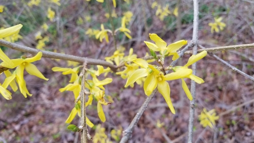 Forsythia plant photo (Forsythia × intermedia)