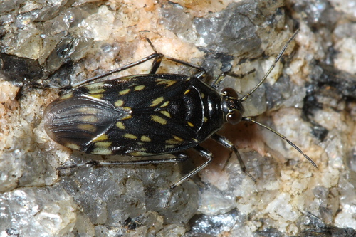 Pentacora ligata (Say, 1832)