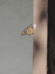 Danaus plexippus