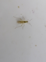 Dicyphus epilobii