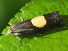 Pammene trauniana