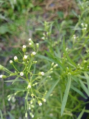 Erigeron canadensis