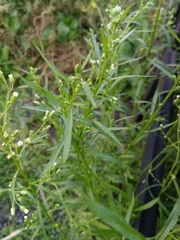 Erigeron canadensis