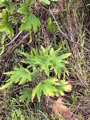 Pelargonium hispidum