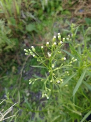 Erigeron canadensis
