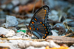 Limenitis arthemis astyanax