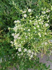 Erigeron canadensis