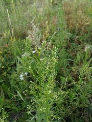 Erigeron canadensis