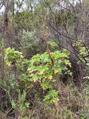 Pelargonium hispidum