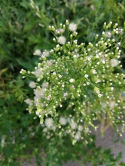 Erigeron canadensis