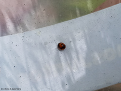 Pentilia chelsea