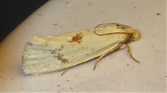 Agapeta