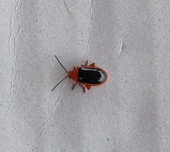 Disonycha discoidea
