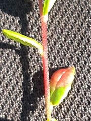 Exobasidium rostrupii