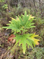 Pelargonium hispidum
