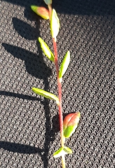 Exobasidium rostrupii