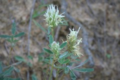 Trifolium pannonicum