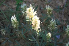 Trifolium pannonicum