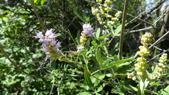 Vitex agnus-castus