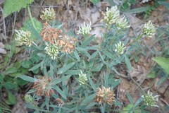 Trifolium pannonicum
