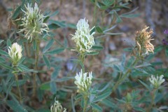 Trifolium pannonicum