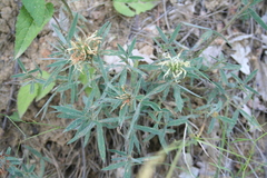 Trifolium pannonicum