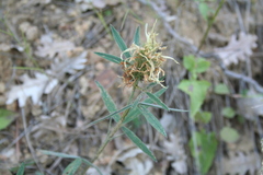 Trifolium pannonicum