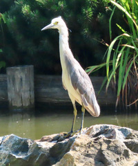 Egretta caerulea × thula