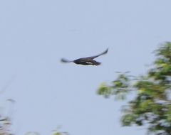 Hirundapus giganteus