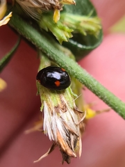Hyperaspis campestris