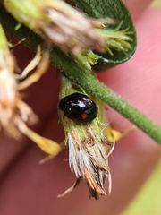 Hyperaspis campestris