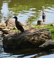 Egretta caerulea × thula