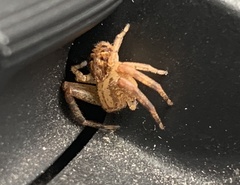 Mecaphesa asperata
