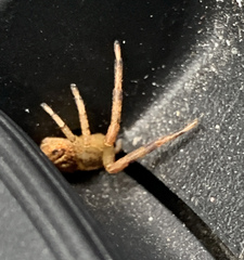 Mecaphesa asperata