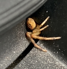 Mecaphesa asperata