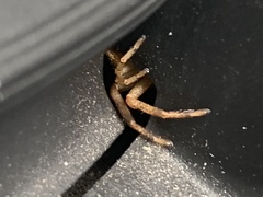Mecaphesa asperata