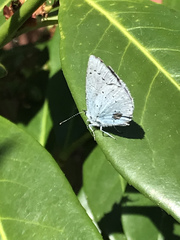 Celastrina argiolus