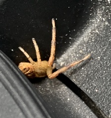 Mecaphesa asperata