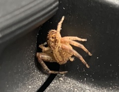 Mecaphesa asperata
