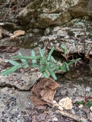 Pellaea atropurpurea