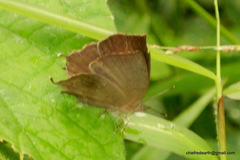 Surendra quercetorum