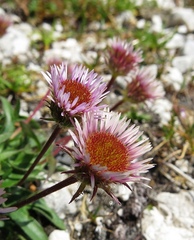 Erigeron glabratus
