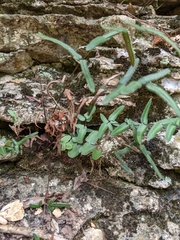 Pellaea atropurpurea