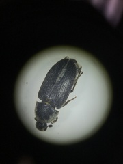 Dermestes frischii