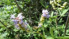 Vitex agnus-castus