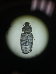 Dermestes frischii