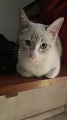 Felis catus