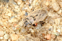 Geocoris bullatus