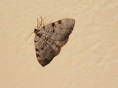Perizoma curvilinea