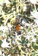 Sphex funerarius